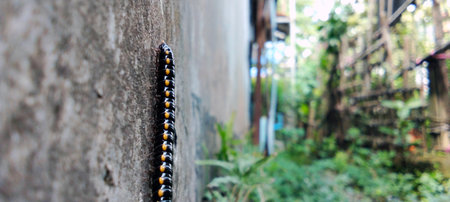 A millipede slithered across the rough surface of the wallの写真素材