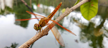 A golden orange dragonfly perched on a dry branch near the pond.