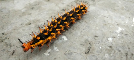 Orange-black spiny caterpillars crawl on rough surfaces