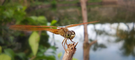 A blurry photo of a dragonfly perched gracefully on the tip of a branch.
