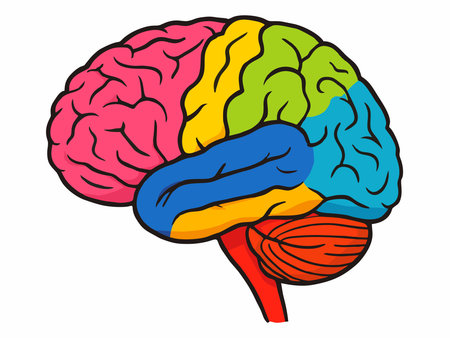 Colorful illustration of the human brainのイラスト素材