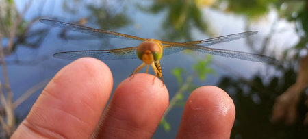 A small dragonfly perched on the tip of a fingerの写真素材