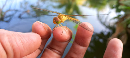 A small dragonfly perched on the tip of a finger