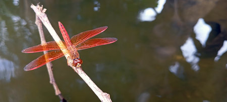 A red dragonfly perched on a dry tree branch above a still pondの写真素材