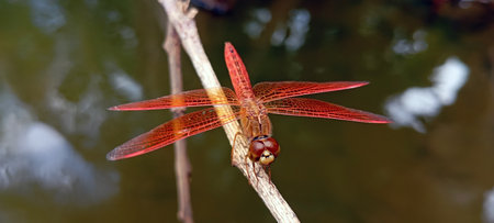 A red dragonfly perched on a dry tree branch above a still pondの写真素材