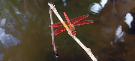 A red dragonfly perched on a dry tree branch above a still pondの写真素材