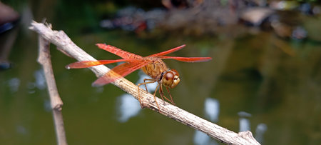 A red dragonfly perched on a dry tree branch above a still pondの写真素材