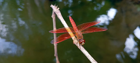 A red dragonfly perched on a dry tree branch above a still pondの写真素材