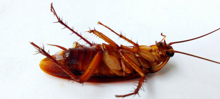 A dead cockroach lies on its back on a white background.
