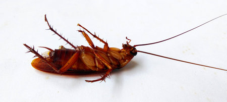 A dead cockroach lies on its back on a white background.