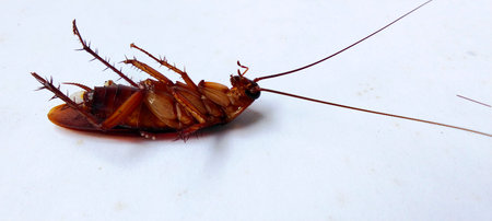A dead cockroach lies on its back on a white background.