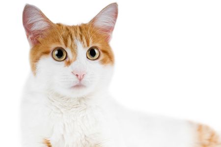 cute red and white cat isolatedの写真素材