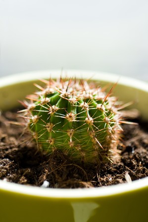 cactus in potの写真素材