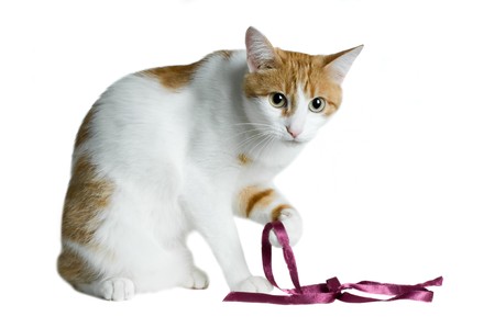 cute red and white cat with purple ribbon isolatedの写真素材