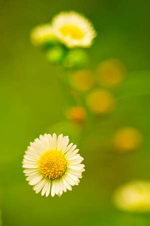 Field flowerの写真素材