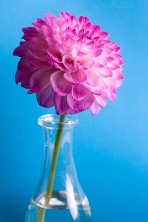 pink flower on blueの写真素材