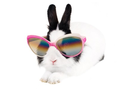rabbit in Sunglasses isolatedの写真素材