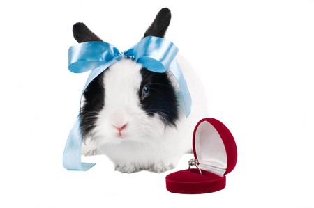rabbit with blue ribbon and wedding ring in caseの写真素材