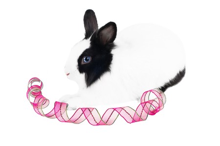 rabbit with pink ribbon isolatedの写真素材