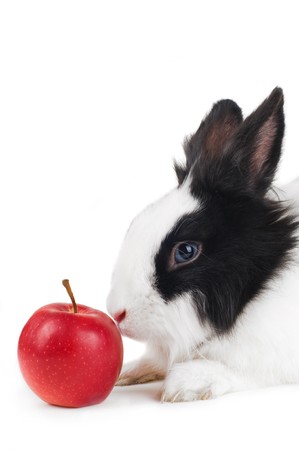 rabbit with red apple isolatedの写真素材