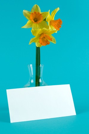 yellow narcissuses in vase with cardの写真素材