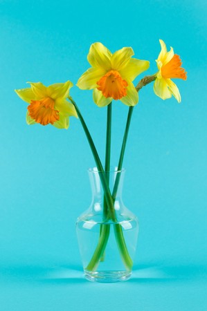 yellow narcissuses in vaseの写真素材
