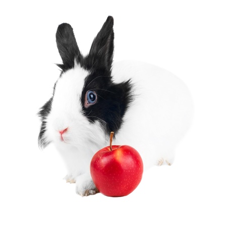 rabbit with red apple isolatedの写真素材