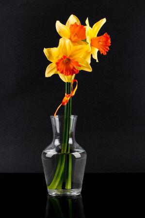 yellow narcissus in vase on glossy backgroundの写真素材