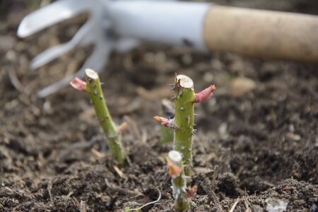 Spring care for rose bushes