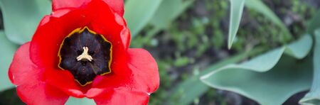 Beautiful tulip flower close-up.