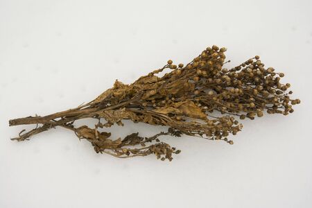 Tobacco leaves and seed dried in the air.の写真素材