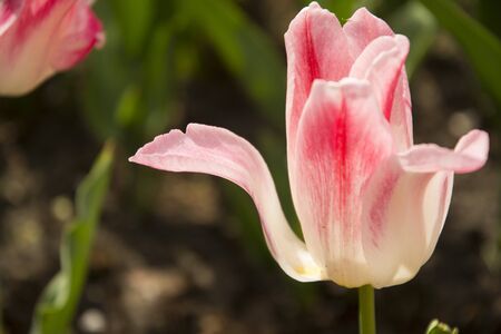 Beautiful tulips during the flowering period. Hybrid variety.