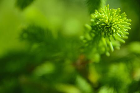 Fir branch with a young spring shoot, closeup blurred background.