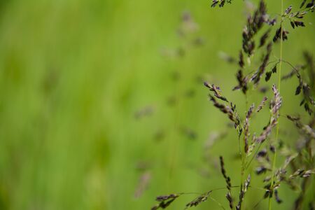 Natural nature background - selective focus of fresh grass in a summer pasture field.