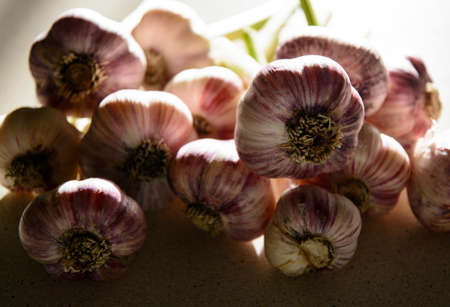 Medicinal and aromatic properties of fresh garlic. Heads of garlic in the kitchen.の写真素材