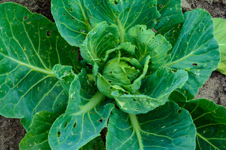 Growing environmentally friendly products in agricultural beds in the open field.