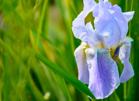 Very beautiful iris flower on blurred background for postcardの写真素材