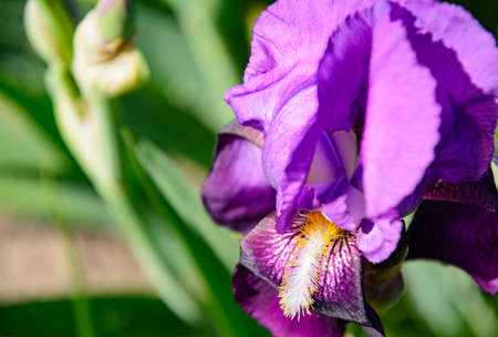 Very beautiful iris flower on blurred background for postcardの写真素材