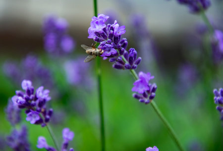 Purple Fragrant Lovanda Flowers, Perfume Ingredient, Aromatherapy.