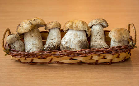 Fresh porcini mushrooms collected in the forest for cooking.の写真素材