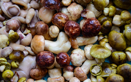 Fresh porcini mushrooms collected in the forest for cooking.の写真素材