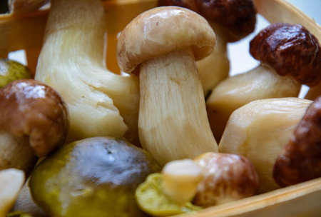 Fresh porcini mushrooms collected in the forest for cooking.の写真素材