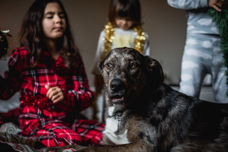 grey dog watching camera with her owners three little girls sitting behindの写真素材