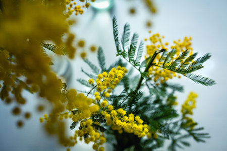 spring still lfe with blooming mimosa in vaseの写真素材