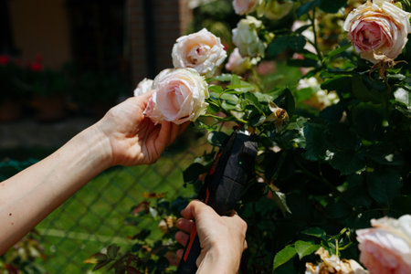 close up view on hands cutting the roses in the gardenの写真素材