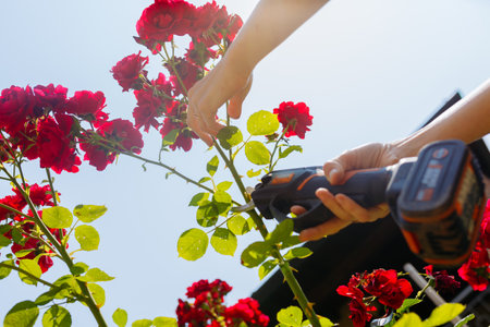 low angle view of woman hands cutting the red roses in the garden with shearsの写真素材