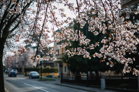 blooming trees under sunlight on the city streetの写真素材