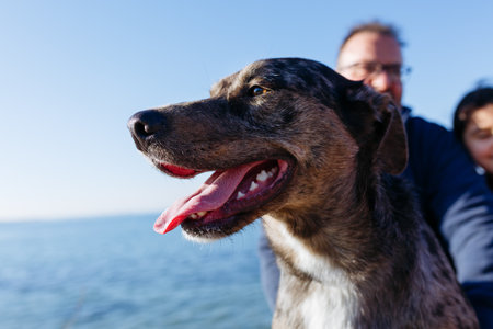 portrait of grey dog sitting in front of her owners against sky and sea backgroundの写真素材