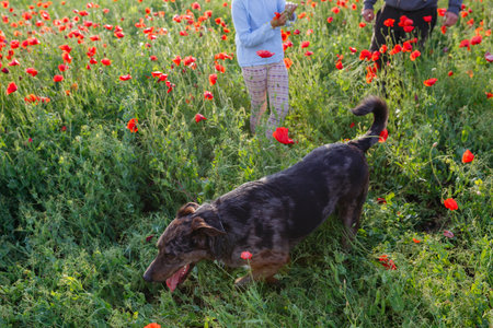 upper view of dog walking on the field of poppies with its ownersの写真素材