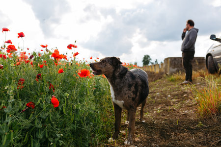 portrait of dog standing in the field in front of the ownerの写真素材